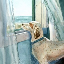 Pet Portraits