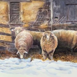 Snowed In Sheep