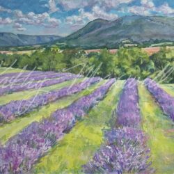 Sylvan Dell Lavender Farm by Kathy Maxwell